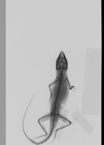 Media type: image;   Herpetology R-160895